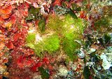 Ciuffi frammisti a Flabellia petiolata e Peyssonnelia spp. (foto S. Guerrieri)